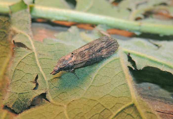 Lamoria anella Pyralidae